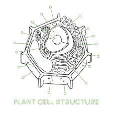 Provide evidence that tad reorganization contributes to cell fate transition, and oct4 phase separation regulates tad reorganization. Vector Sketching Illustrations Schematic Structure Of Plant Cell Stock Vector Illustration Of Nucleus Biology 151605266