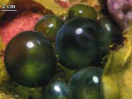 It is a single cell that can grow to a length of six to twelve inches. Bubble Algae Ventricaria Ventricosa Smithsonian Ocean