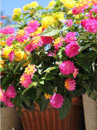 Potted Lantana Plants How To Grow Lantana In Containers Lantana Plant Container Flowers Container Gardening Flowers