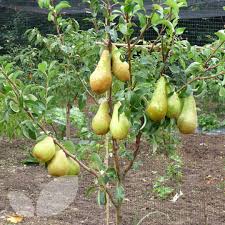 The perfect solution for those with limited space, custom graft® fruit trees provide the convenience of two or more varieties growing on the same tree. Pear Family Tree Three Varieties On One Tree