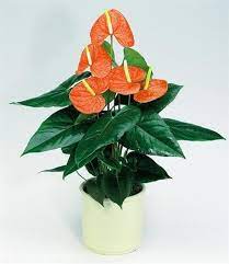 Orange Anthurium Google Search Anthurium Crotons Plants House Plants