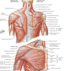 The Role Of The Scapula In Shoulder Impingement Syndrome Part 2 Rayner Smale