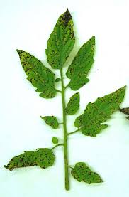 Image result for Septoria leaf spot of tomato