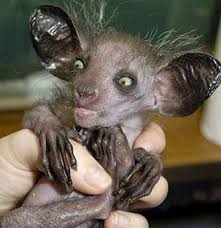 13 Of The Ugliest Animals On The Planet Scary Animals Creepy Animals Weird Animals