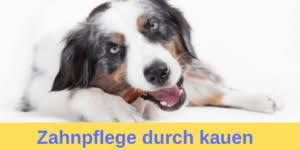 Preiswerte zahnpflege snacks für hunde und welpen verschiedenster marken günstig finden oder inserieren. á… Zahnpflege Bei Deinem Hund Mit Schritt Fur Schritt Anleitung Guter Hund De