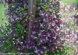 Клематис 'фёст лав' (clematis first love). Sweet Summer Love Clematis X Proven Winners