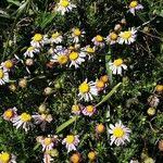Image result for Felicia filifolia
