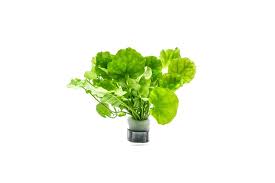 Image result for Cardamine