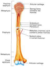 The outside of a bone is covered in a thin layer of dense irregular connective tissue called the periosteum. Ib Dp Language A Language And Literature Sample Text Analysis Bone Diagram Dp Language A Language And Literature