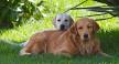 Golden Retriever Lab Mix - Have You Discovered the ...