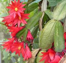 Easter Cactus How It Differs From Christmas Cactus Horticulture
