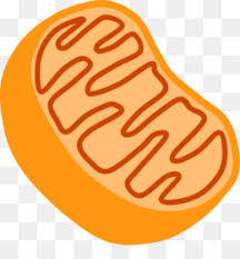 We did not find results for: Plant Cell Png Plant Cell Wall Plant Cell Structure Plant Cell Vacuole Plant Cell Membrane Cleanpng Kisspng