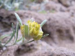 Image result for Pseudognaphalium oligandrum