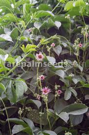 Image result for Telfairia pedata