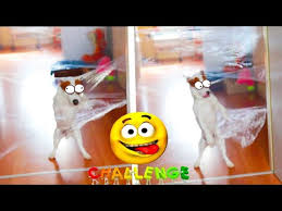 Мисс ти купила машину злая училка (. Reakciya Sobaki Na Nevidimyj Chellendzh Invisible Challenge Loki Bobo