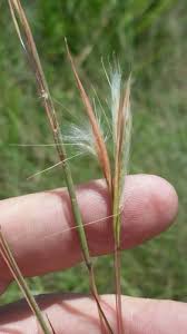 Image result for Andropogon fastigiatus
