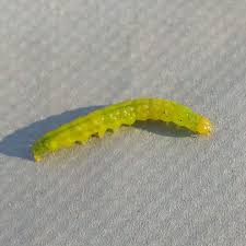 オリーブの害虫 ハマキムシ 南アルプスのオリーブ畑 ながら