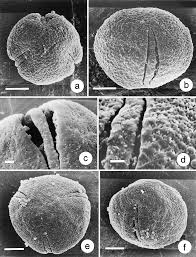 Image result for Crotonogynopsis australis