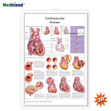 licensed educational plastic 3d medical anatomical wall chart poster cardiovascular disease buy medical paper 3d pvc chart cardiovascular