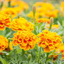 Start seeds indoors six to eight weeks prior to your final frost date to maximize the plant's blooming period before the hot weather takes hold. 10 Easy Annual Flowers To Start From Seeds
