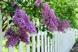 Located at 504 broadway in idaho falls, idaho. é¦™æ°£è¿·äººçš„ä¸é¦™èŠ± Mjflowerå¤¢å¢ƒèŠ±è—