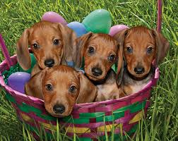 Maybe you would like to learn more about one of these? Rescue Puppies April 2009 Verysupercool Media And Marketing Services