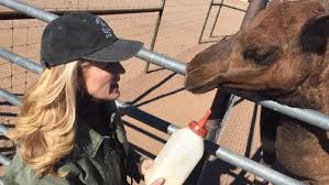 And chances are that is what you need — because winning at slots requires time, dedication, and the right mindset. The Camel Whisperer A Former Nomad Embraces Life In Nevada Ksnv