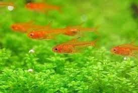 ‌Ember Tetra - Care, Size, Breeding, Lifespan, & More | Tfcg