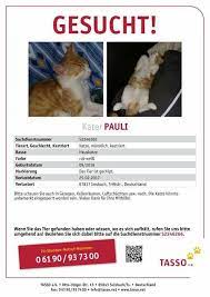 katze hund zugelaufen vermisst schweiz home facebook