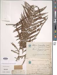 Image result for Asplenium loxoscaphoides