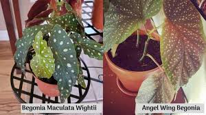 Several begonias are hardy throughout the south, but begonia grandis (called hardy begonia and sometimes offered as begonia evansiana or begonia grandis evansiana) is the best known. Begonia Maculata Wightii Vs Angel Wing Differences And Similarities Garden For Indoor