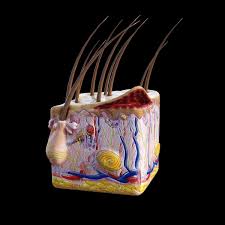 3d Model Human Skin Skin Model Integumentary System Integumentary System Project