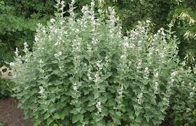 Marshmallow root comes from the marshmallow plant and looks like a brown, fibrous husk. Marshmallow Root Tea Steemit