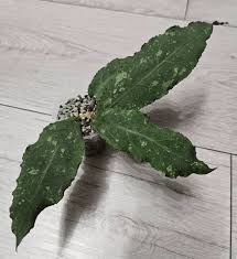 Image result for Quassia undulata