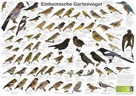 Einheimische Gartenvogel Poster Deutsch Din A1 Vogel Im Garten Vogel Bestimmen Naturnaher Garten