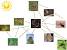 Simple Garden Food Chain