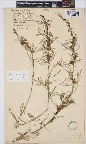 Image result for Pegolettia senegalensis