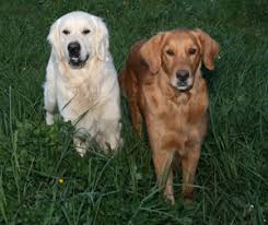 We have akc registered litters. English Cream Golden Retriever Info Recherche Goldens