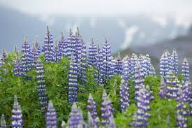 I beleve i have a wild grape vine crawling on a pine tree i almost to the top. From Iceland War Of The Nerds Flower Power Or Flower Killer