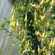 Image result for Vernonia lycioides