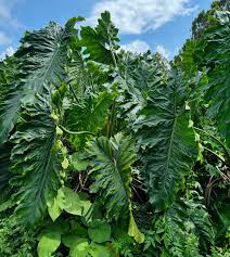 Image result for Filodendron Philodendron