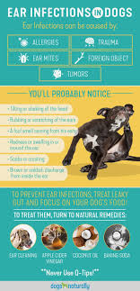 Dog Ear Infections Natural Remedies That Work Dogs Naturally Dog Ear Infection Remedy Dogs Ears Infection Yeast In Dogs Ears