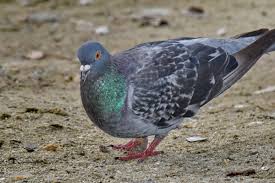 Free picture: beach, pigeon, portrait, sand, nature, wildlife, bird, wild, feather, beak