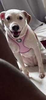 Looking to rehome my 3 year old dog, great with kids, and other animals.  Potty/crate trained, comes with crate, dog food and bowls. Richmond Va area