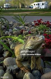 53 Colleen Thompson Stock Photos, High-Res Pictures, and Images