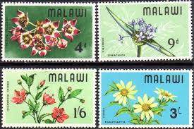 Image result for Bidens pinnatipartita