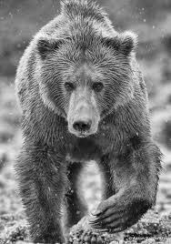The texture of wet bear fur is accentuated beautifully in black and white. When To Use Black White Photography Outdoor Photographer