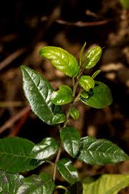 Image result for Rhamnus prinoides