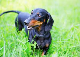 Legend has it that his beloved dog peritas was a gift from a greek king. Unique Pet Names Based On Historical Figures