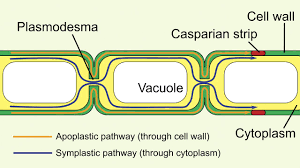 Do plant cells have cell junctions. What Are Plasmodesmata